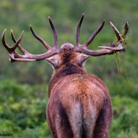Edelhert in Oostvaardersplassen